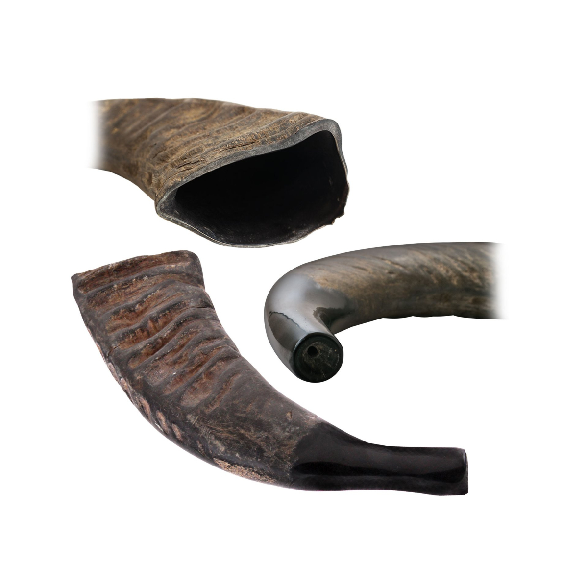 Prírodný Byvolí roh (Buffalo) - Tuwa - Shofar - 43 cm